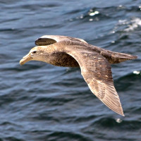 Southern Giant-Petrel